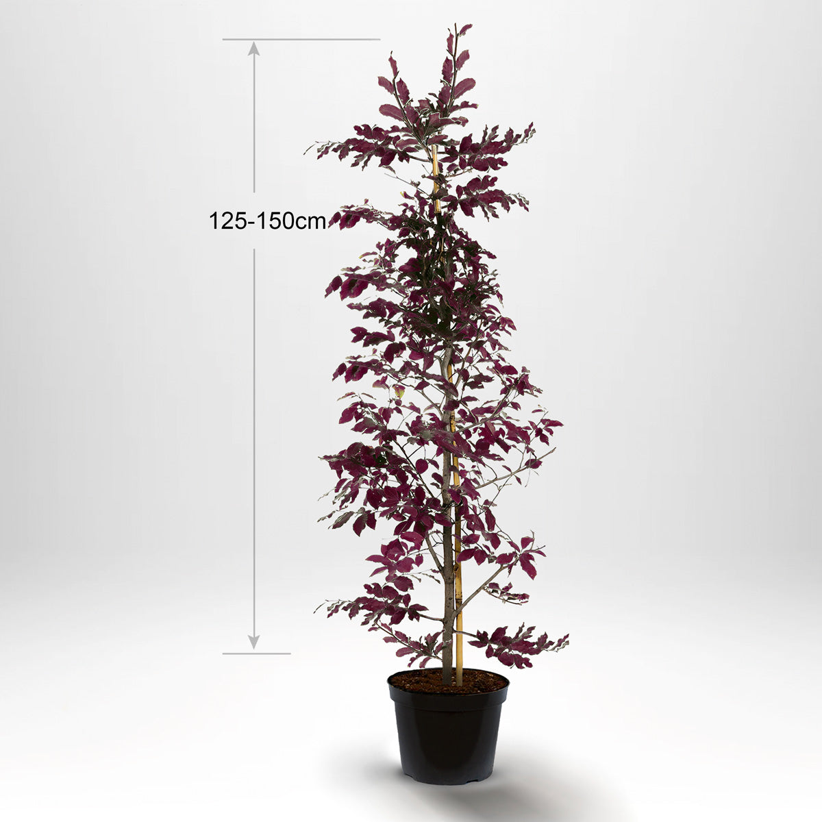 Blodbøk, Pottedyrket 125-150 cm med bambus-støtte - Co 5